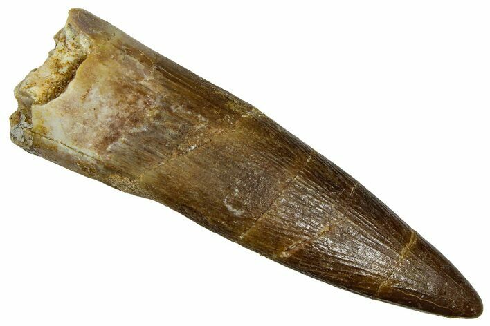 Fossil Plesiosaur (Zarafasaura) Tooth - Morocco #369966